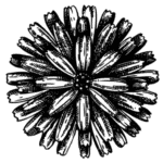 CLeprevost