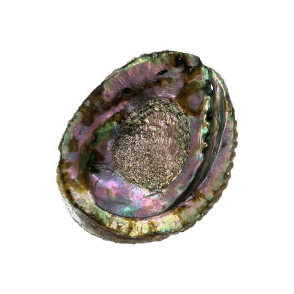 Abalone Shell For Smudging Abalone shell smudge bowl for spiritual cleansing and rituals.