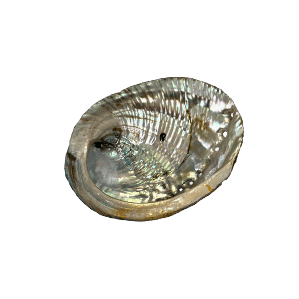 Abalone Shell For Smudging Abalone Shell For Smudging - Image 2