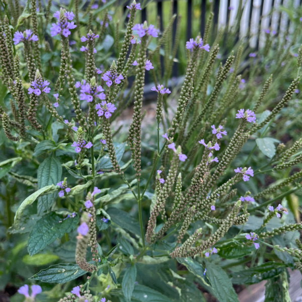 Blue Vervain: Blue Vervain, grown for research and observation.