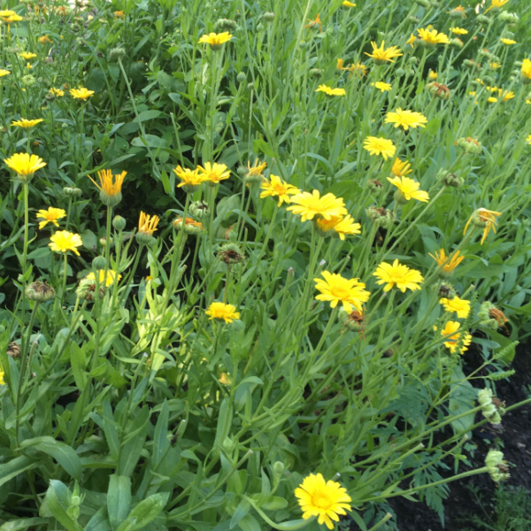 Calendula: Calendula, observed for its soothing botanical profile