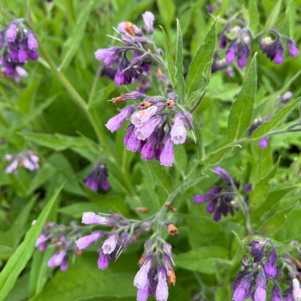 Comfrey: Comfrey blooming in our study garden.