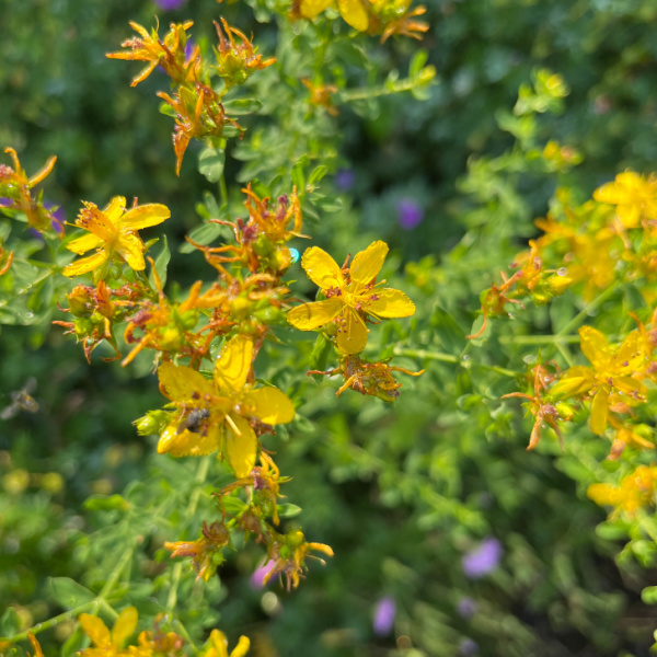 St. John’s Wort: St. John’s Wort, grown for botanical study.