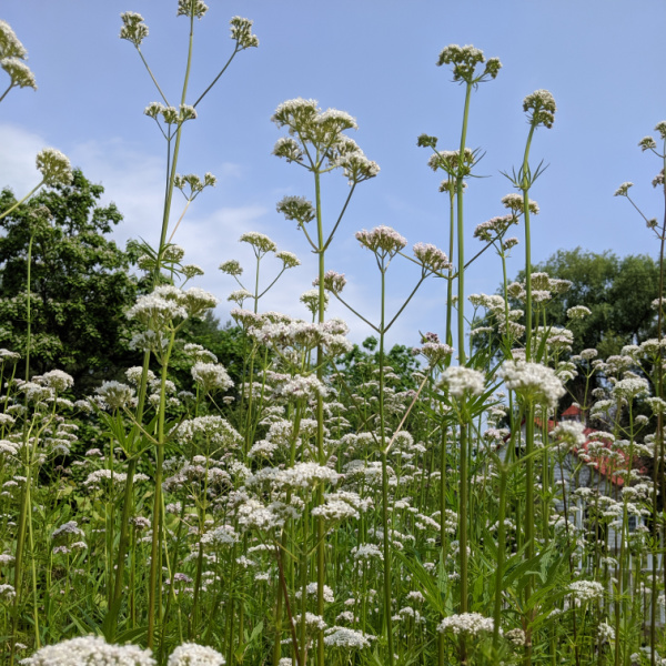 Valerian: Valerian, studied for its restorative properties.
